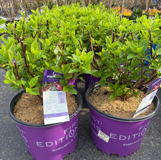 Hydrangea paniculata Spring Sizzle™ ('Bailpanthree')