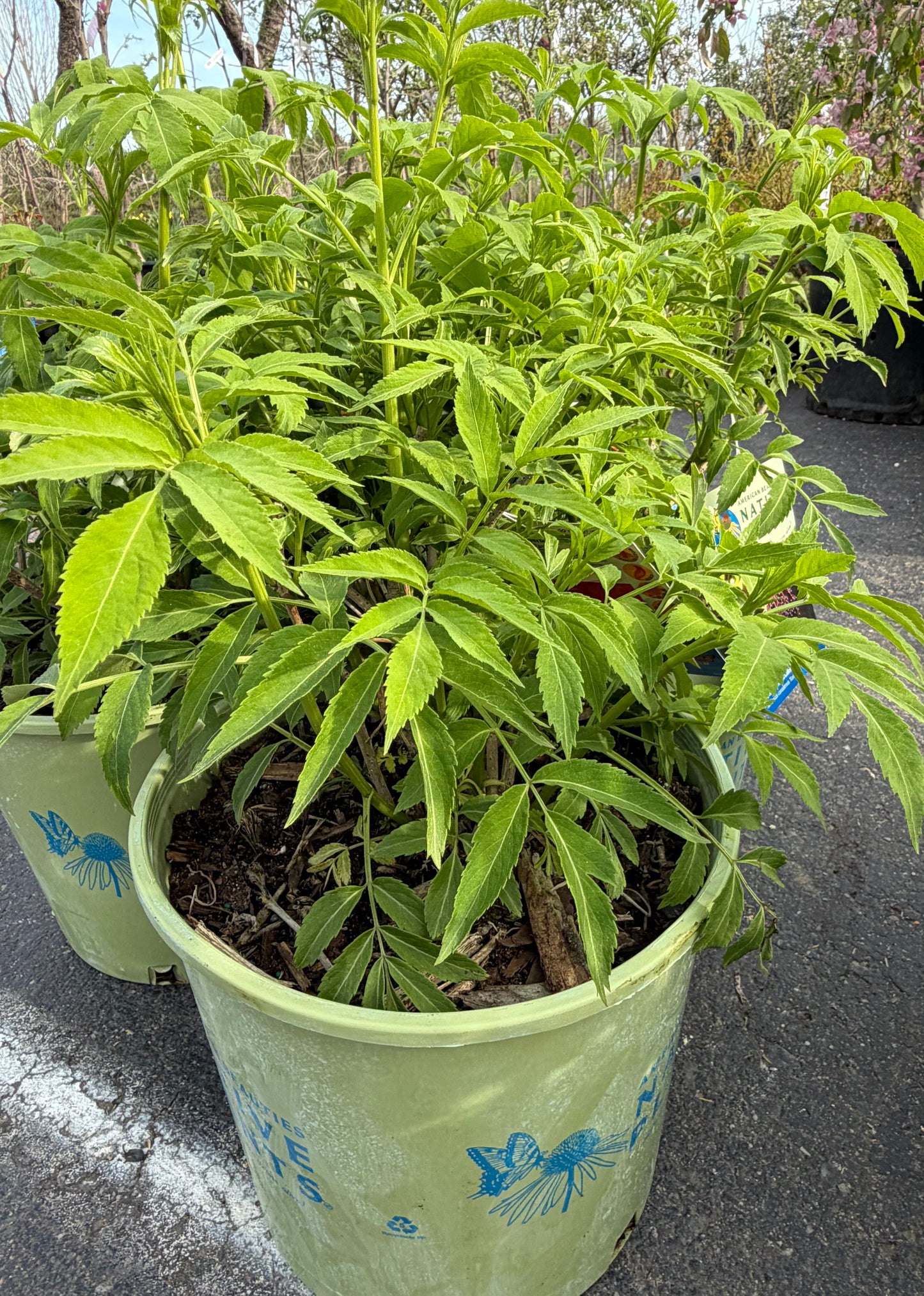 Sambucus canadensis 'Ranch' (Elderberry)