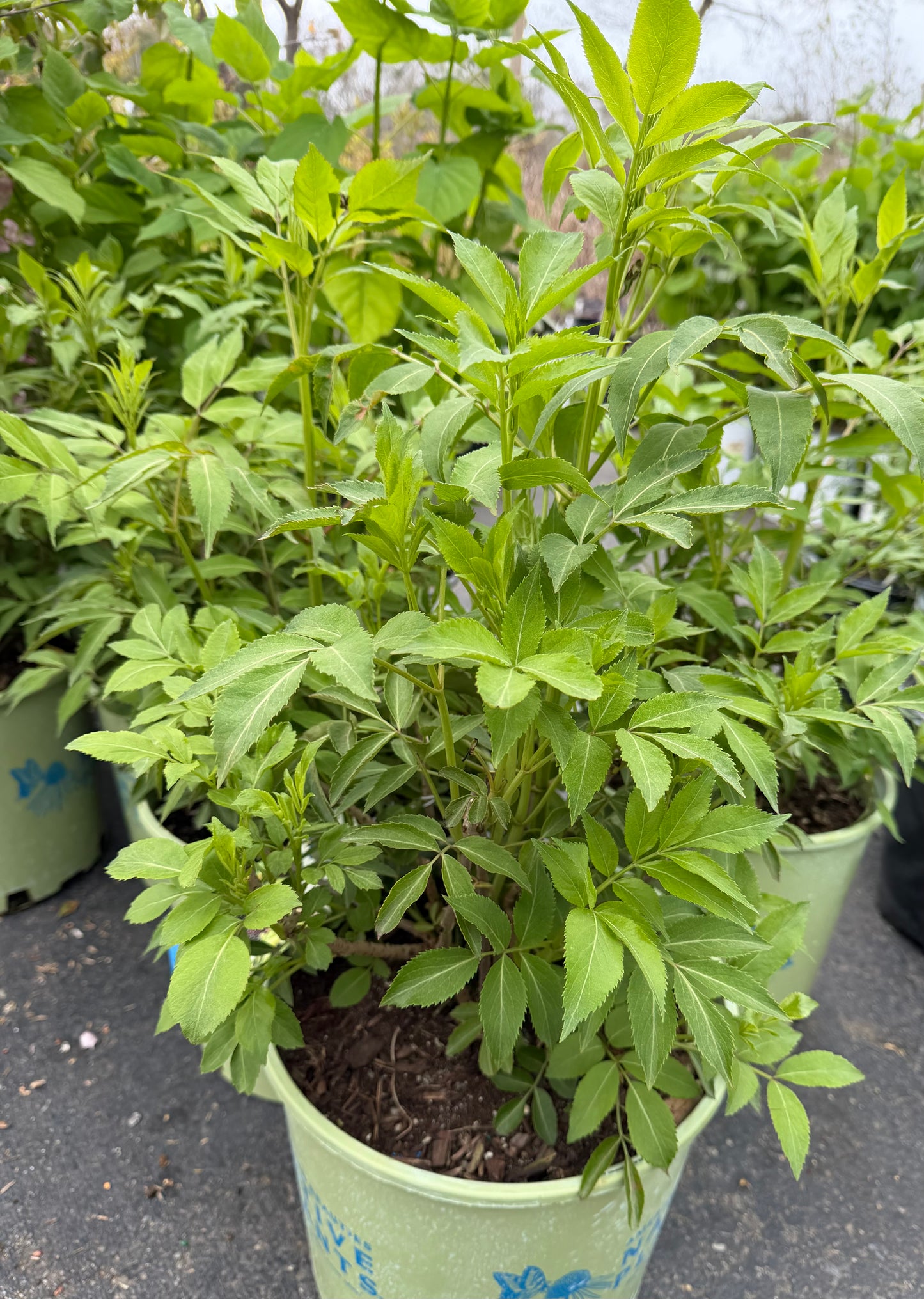 Sambucus canadensis Wyldewood Elderberry)