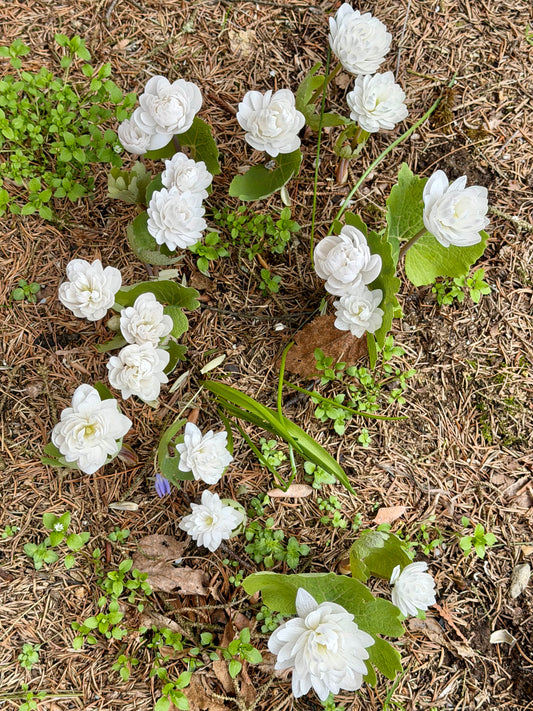 Sanguinaria canadensis 'Multiplex'