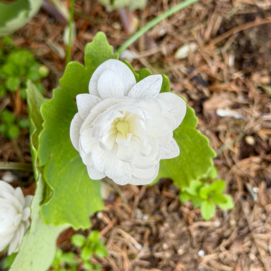 Sanguinaria canadensis 'Multiplex'