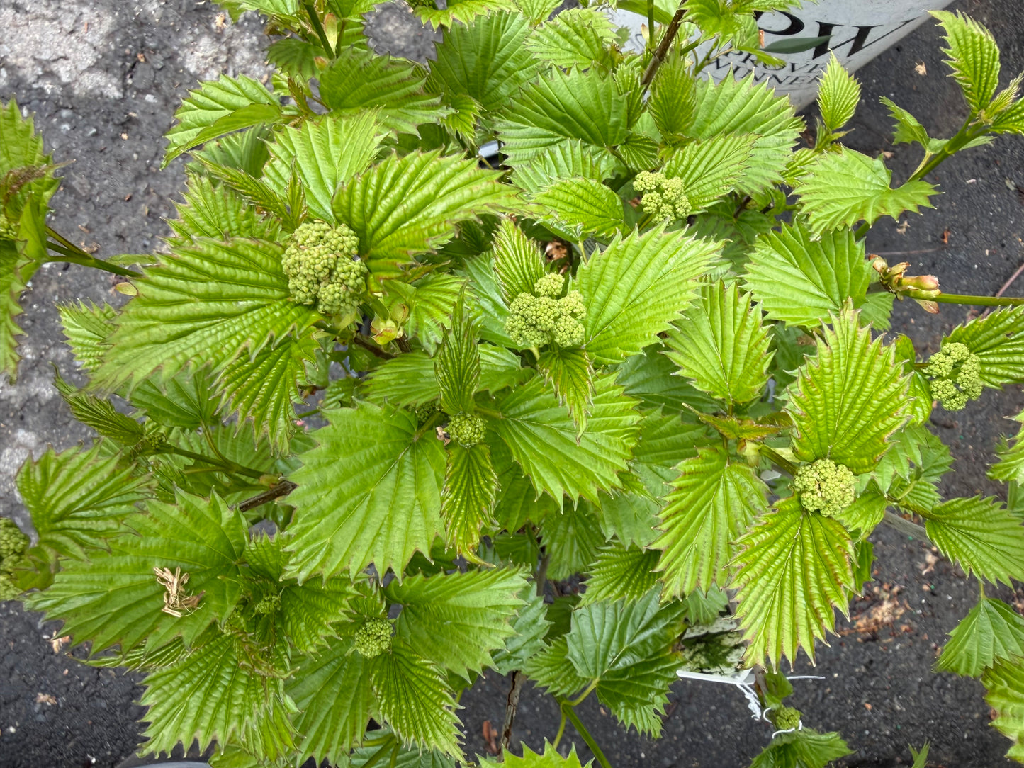 Viburnum dentatum 'Blue Muffin'®