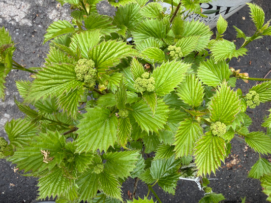 Viburnum dentatum 'Blue Muffin'®