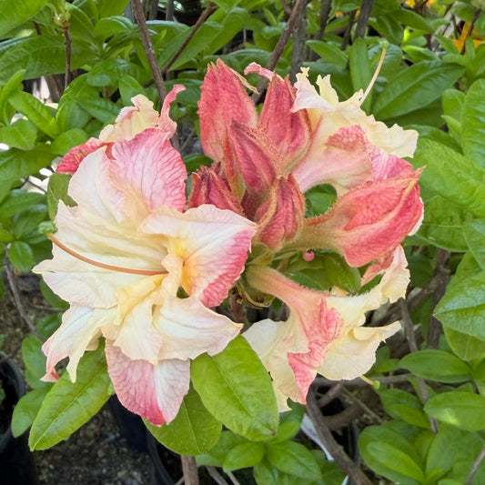 Azalea x 'Cannon's Double'