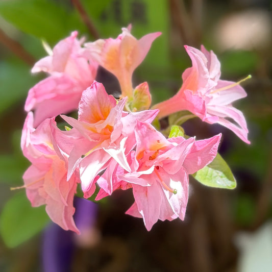 Azalea x Electric Lights™ Double Pink