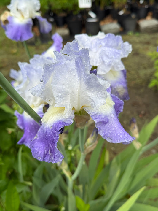 Iris germanica 'Clarence'