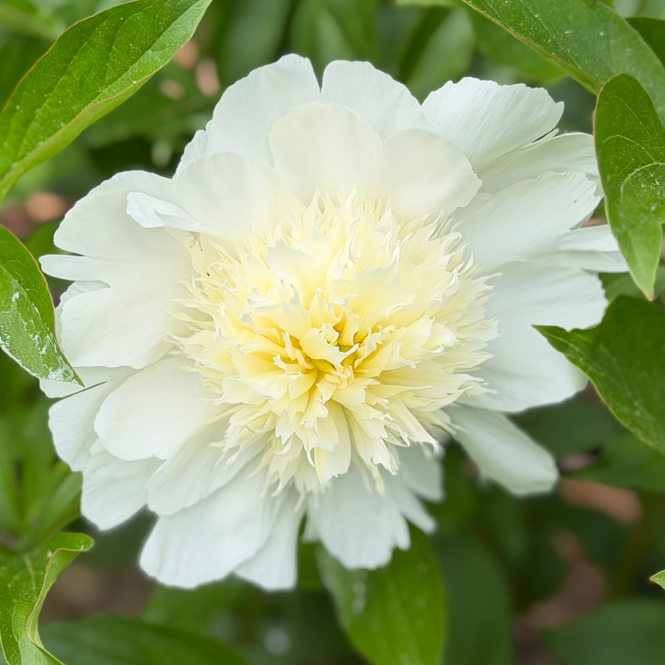 Fieldstone Gardens Paeonia lactiflora
