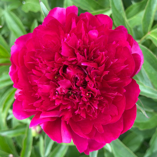 Paeonia lactiflora 'President Roosevelt' (Peony)