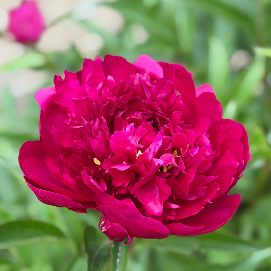Paeonia lactiflora 'President Roosevelt' (Peony)