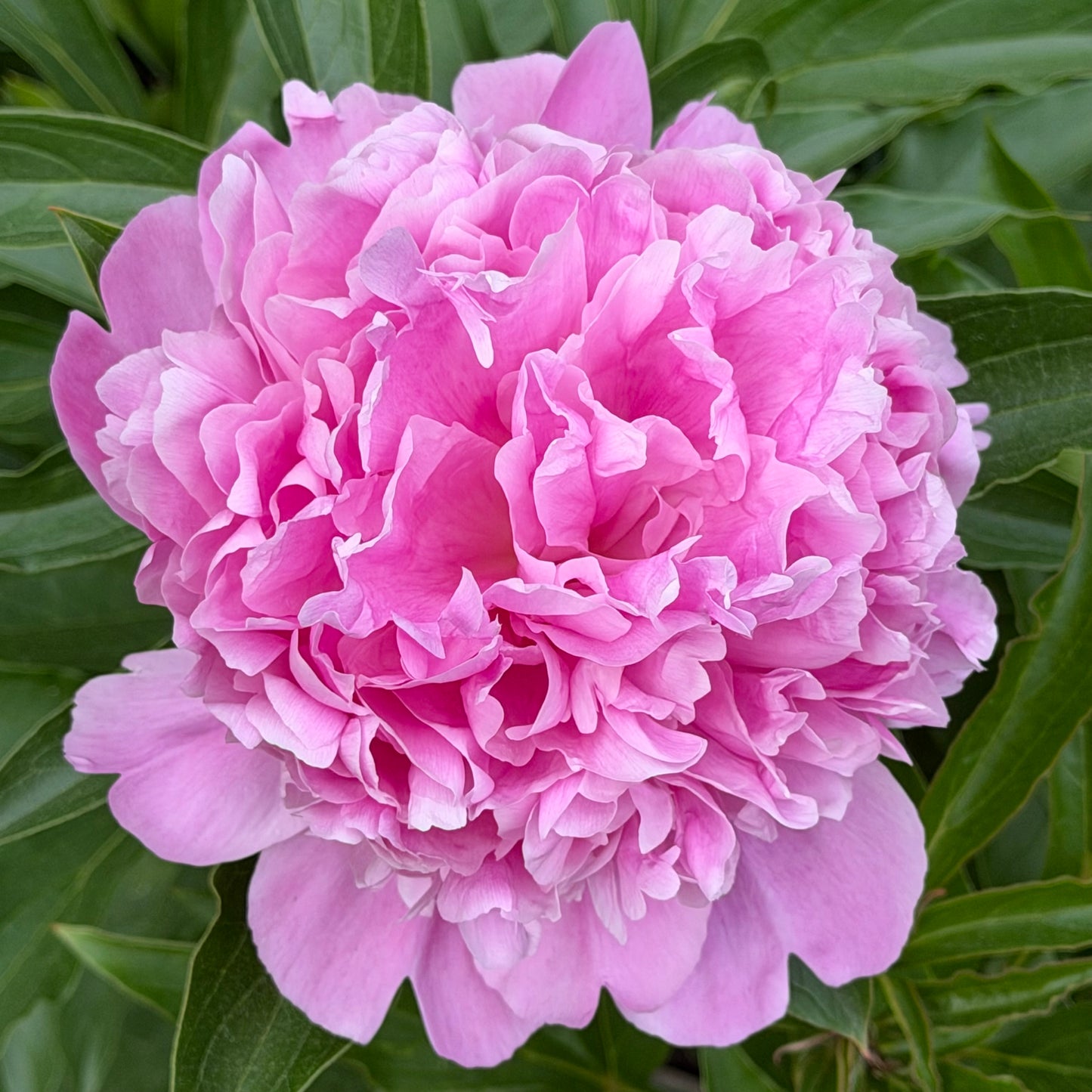 Paeonia lactiflora 'Monsieur Jules Elie' (Peony)
