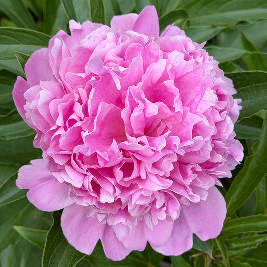 Paeonia lactiflora 'Monsieur Jules Elie' (Peony)