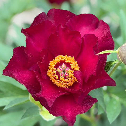 Paeonia Itoh 'Scarlet Heaven' (Peony)