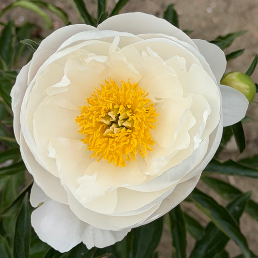 Paeonia lactiflora 'Miss America' (Peony)