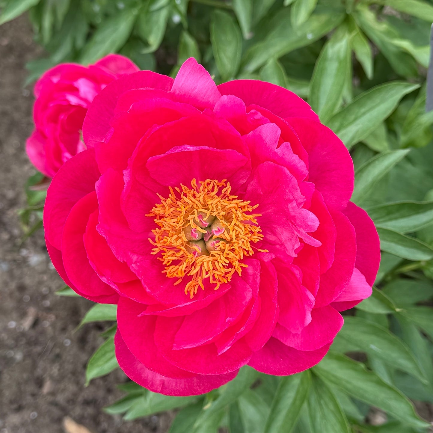 Paeonia 'Cytherea' (Herbaceous Hybrid Peony)