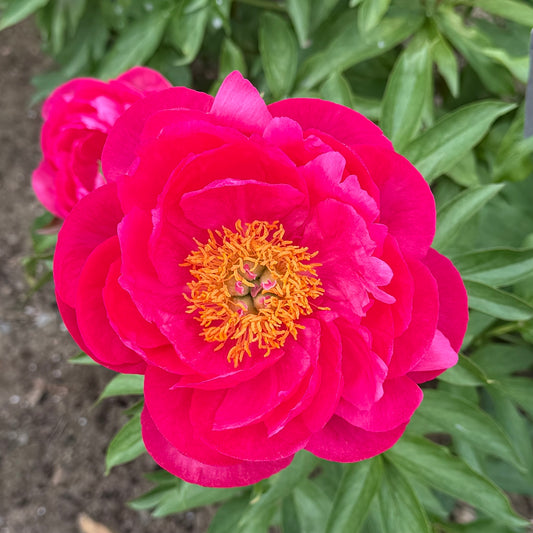 Paeonia 'Cytherea' (Herbaceous Hybrid Peony)