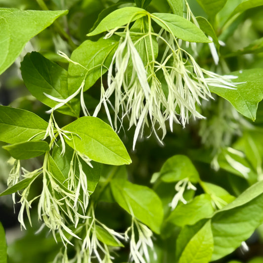 Chionanthus virginicus (White Fringe Tree)