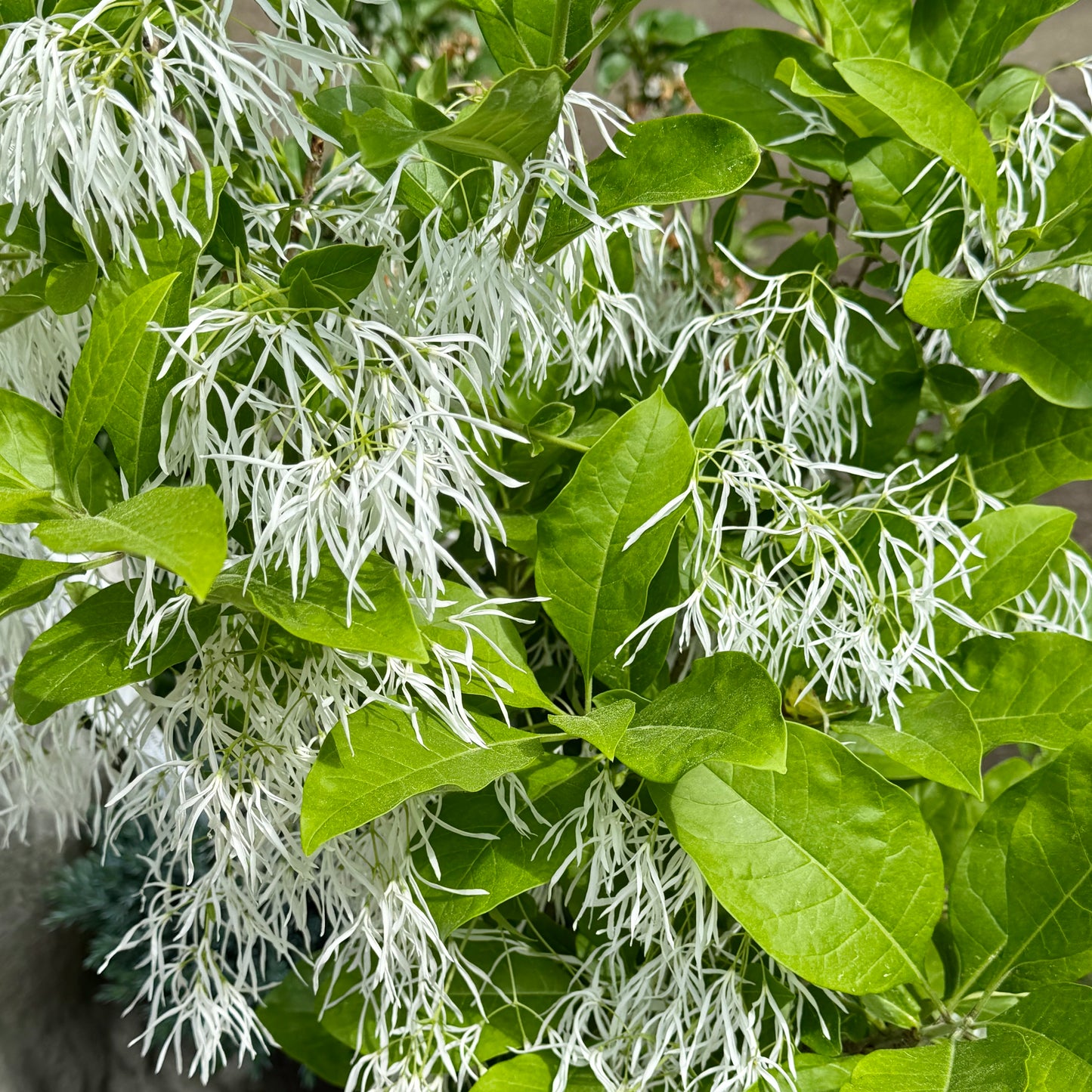 Chionanthus virginicus (White Fringe Tree)