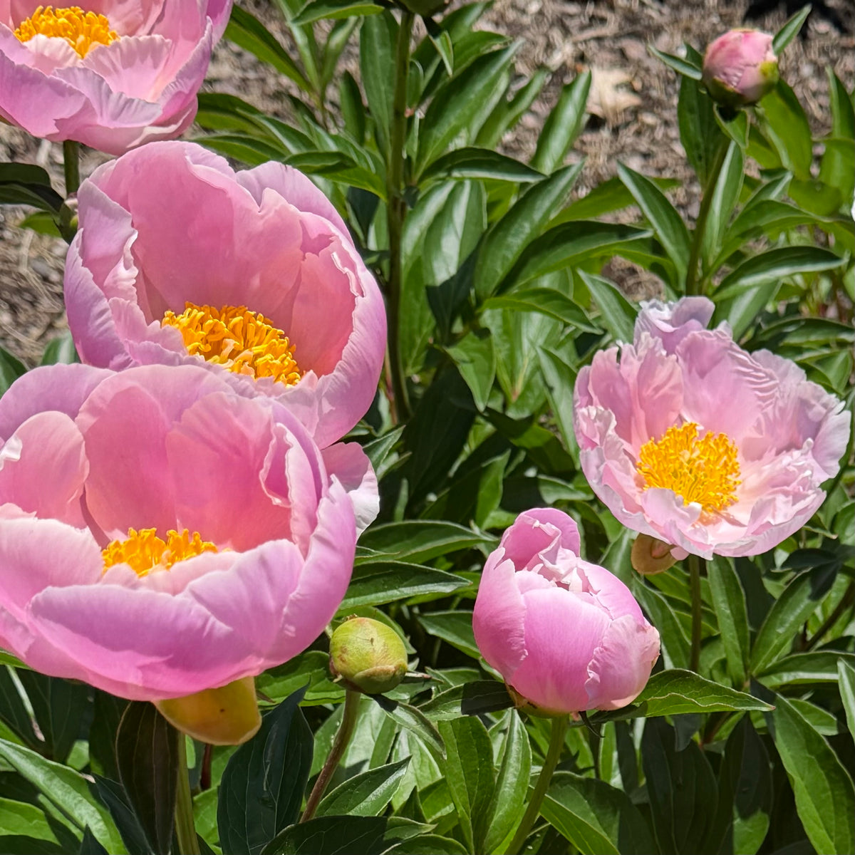 Paeonia lactiflora 'Soft Salmon Joy' (Peony)