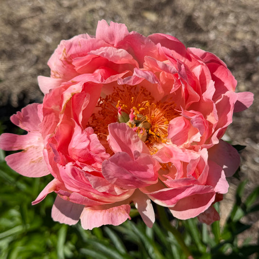 Paeonia lactiflora 'Darius Girenas'