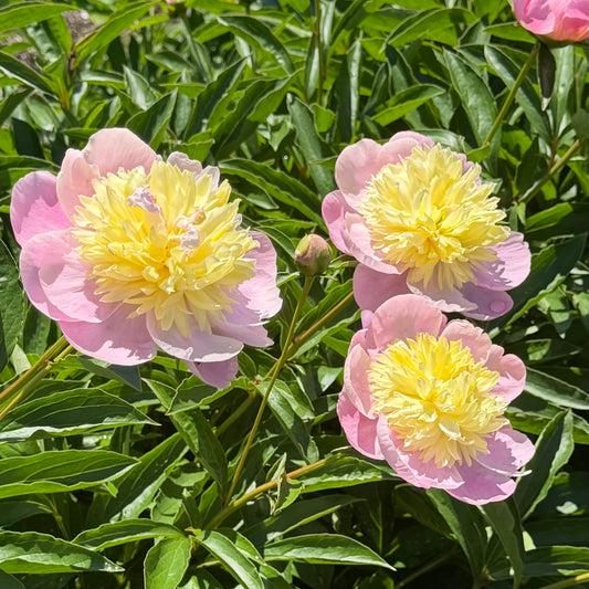 Paeonia lactiflora 'Butter Bowl' (Peony)