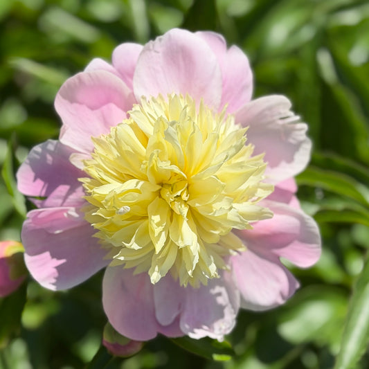 Paeonia lactiflora 'Butter Bowl' (Peony)