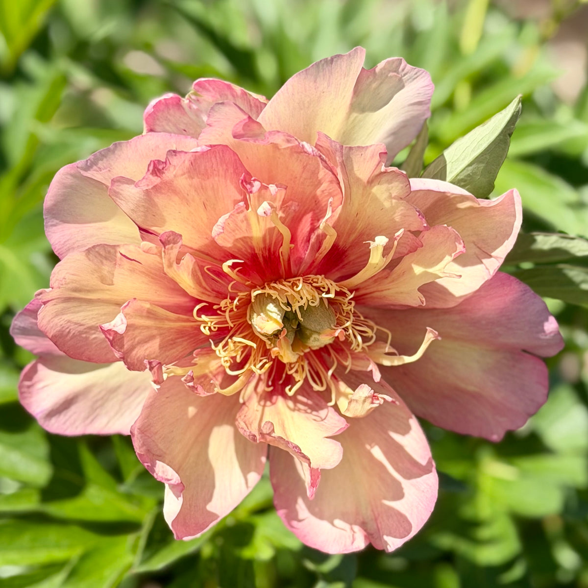 Paeonia Itoh 'Julia Rose' (Peony)
