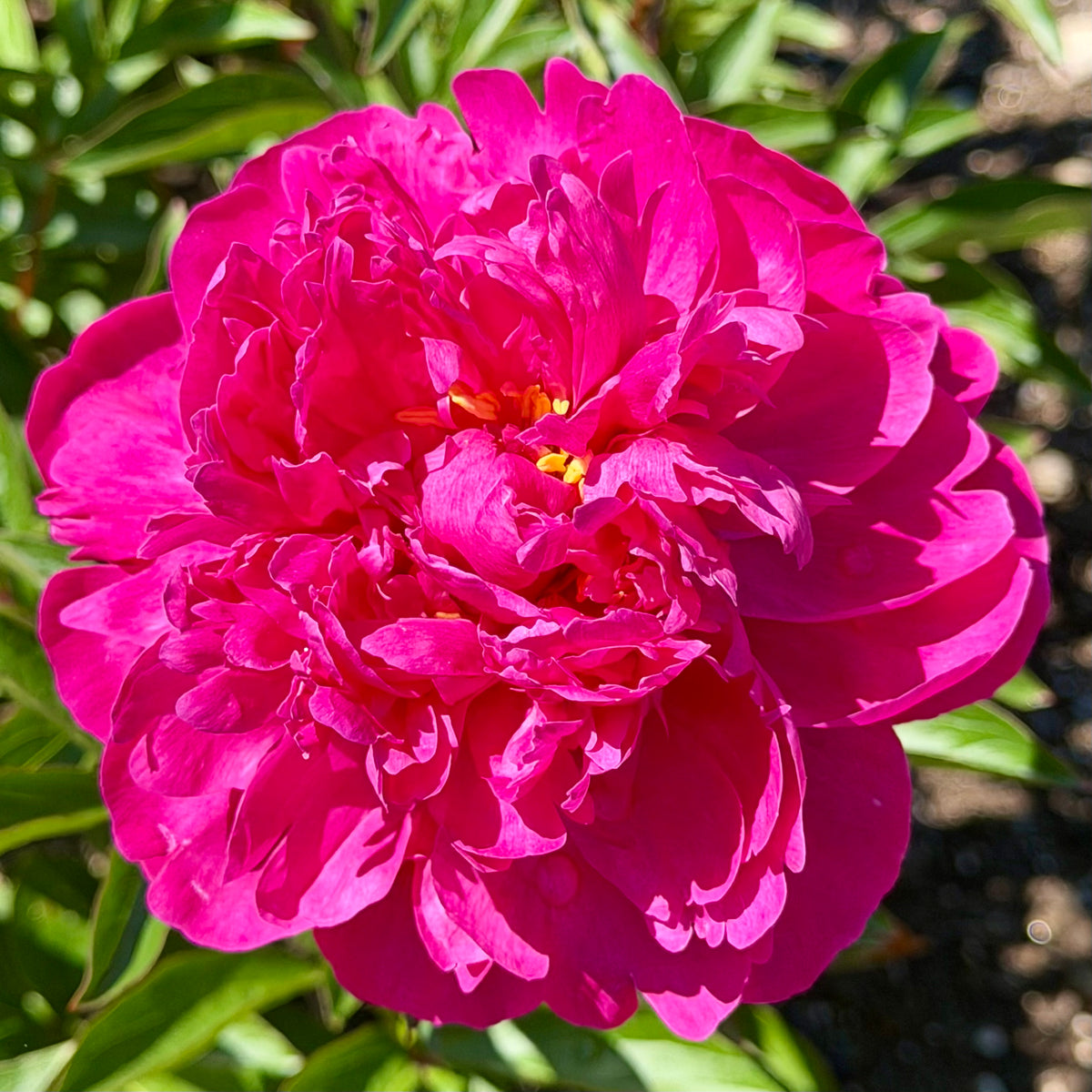 Paeonia lactiflora 'Kansas' (Peony)