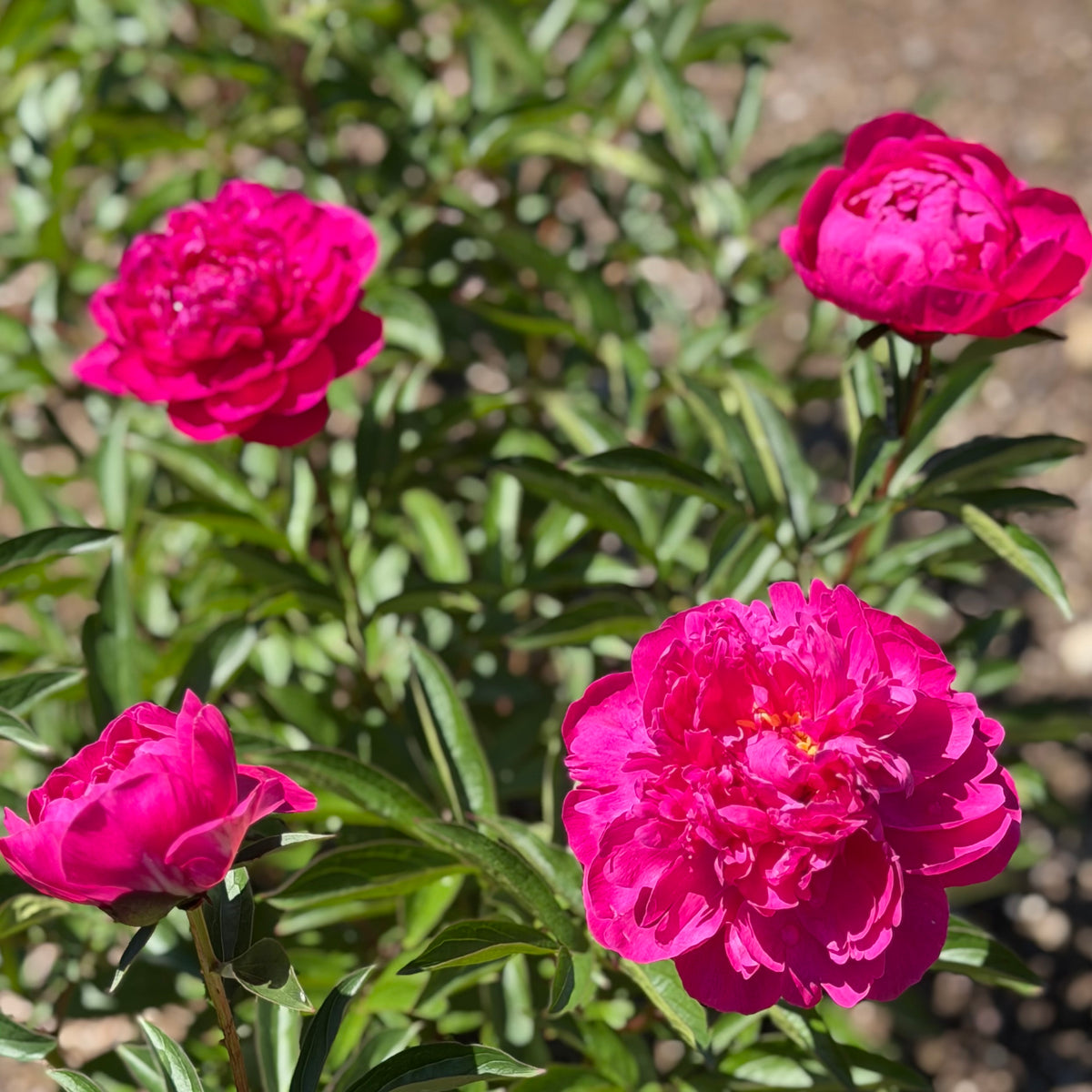Paeonia lactiflora 'Kansas' (Peony)