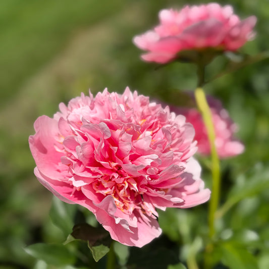 Paeonia lactiflora 'James R. Mann' (Peony)