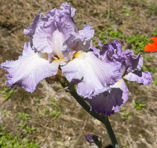 Iris germanica 'Mary Frances'