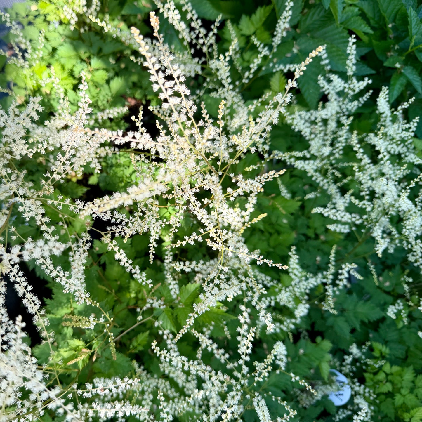 Aruncus x 'Chantilly Lace' (Goatsbeard)