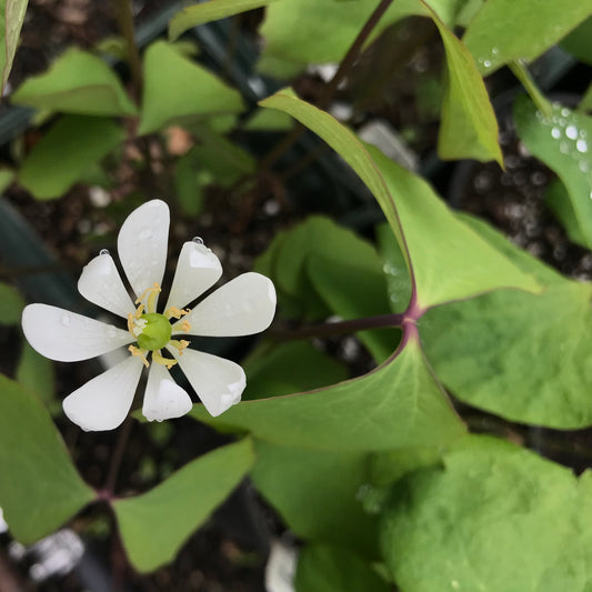 Jeffersonia diphylla (Twinleaf)