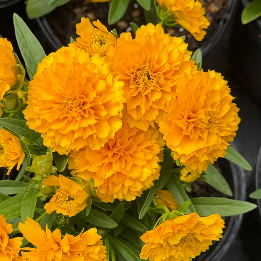 Coreopsis grandiflora 'Solanna™ Golden Sphere' (Tickseed)