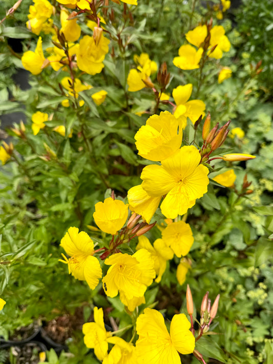 Oenothera fruticosa 'Fireworks' (Evening Primrose)