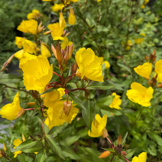 Oenothera fruticosa 'Fireworks' (Evening Primrose)