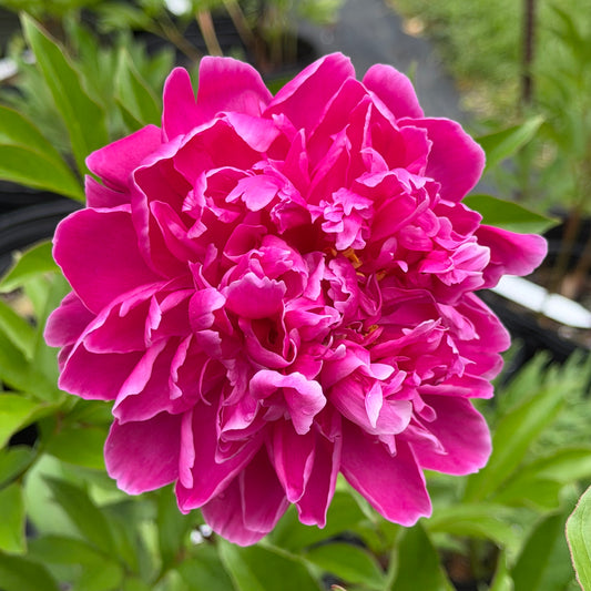 Paeonia  lactiflora 'Karl Rosenfield' (Peony)