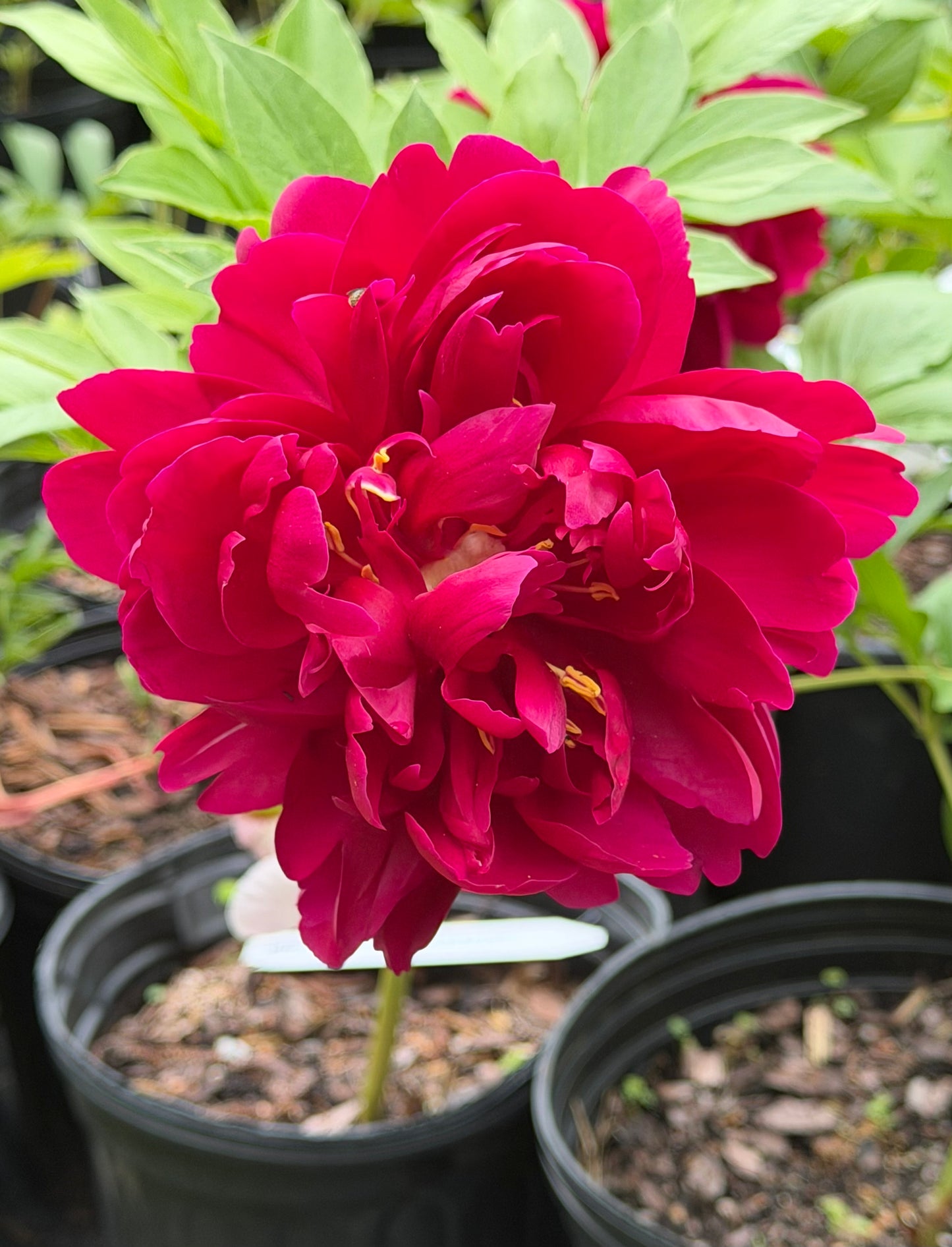 Paeonia 'Old Faithful' (Herbaceous Hybrid Peony)