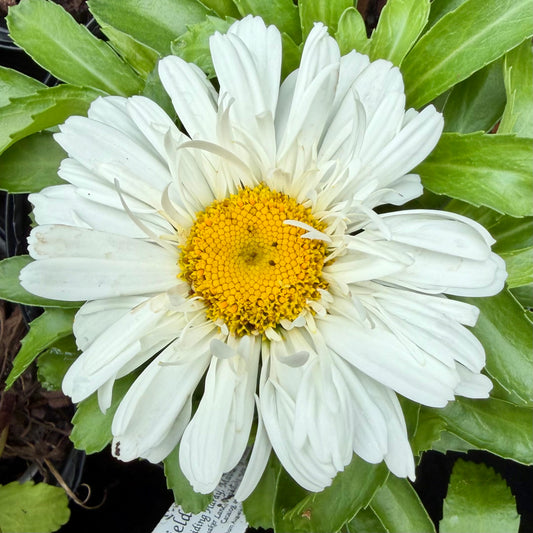 Leucanthemum superbum 'Make My Daisy™ Crazy'
