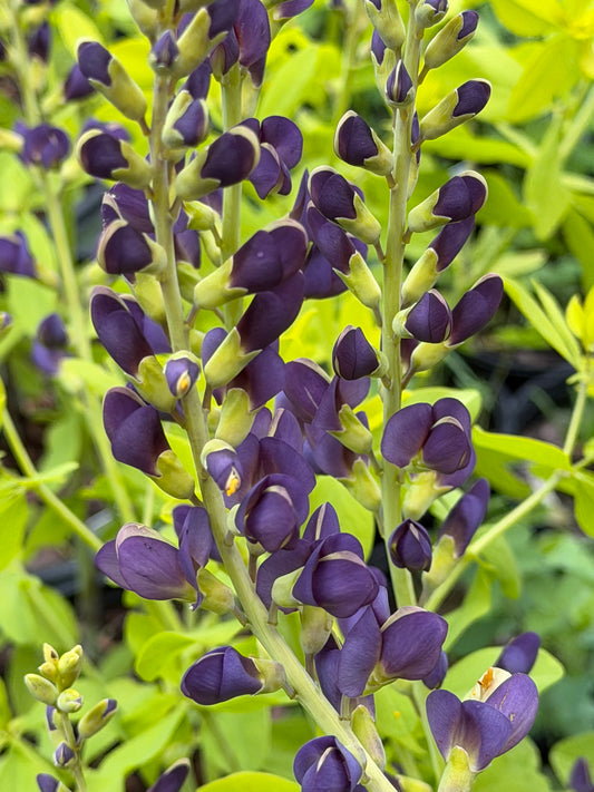 Baptisia 'Golden Anniversary' (False Indigo)