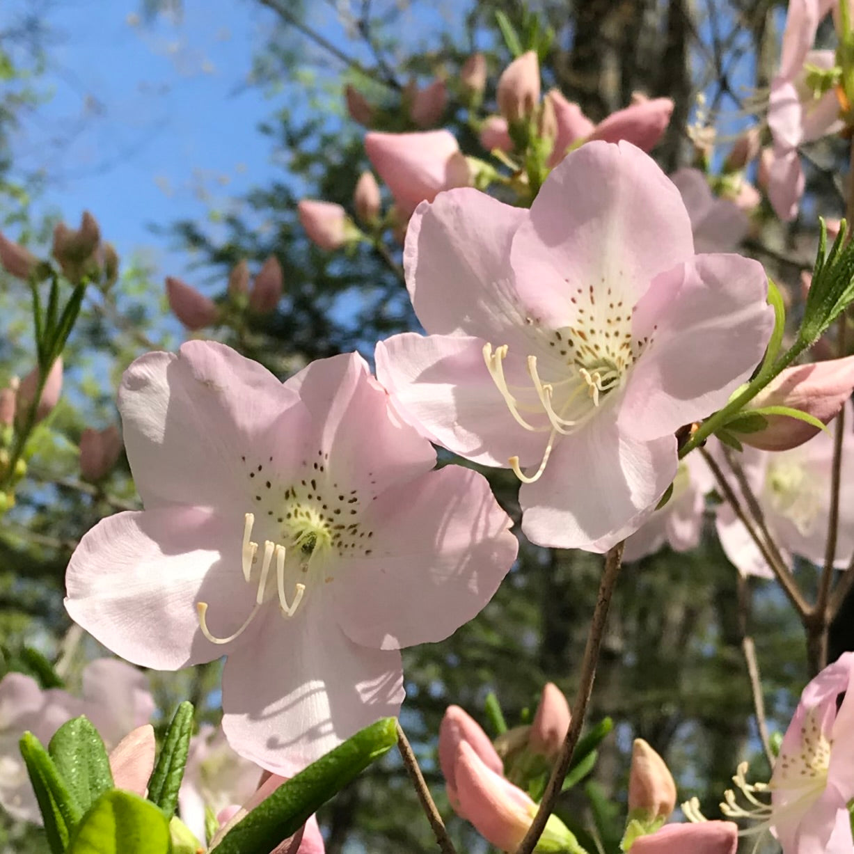 Azalea schlippenbachii (Royal Azalea)