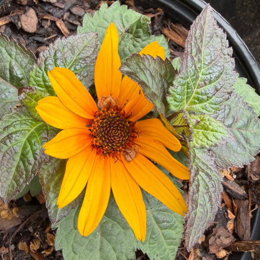 Heliopsis ‘Punto Rosso’ (False Sunflower)