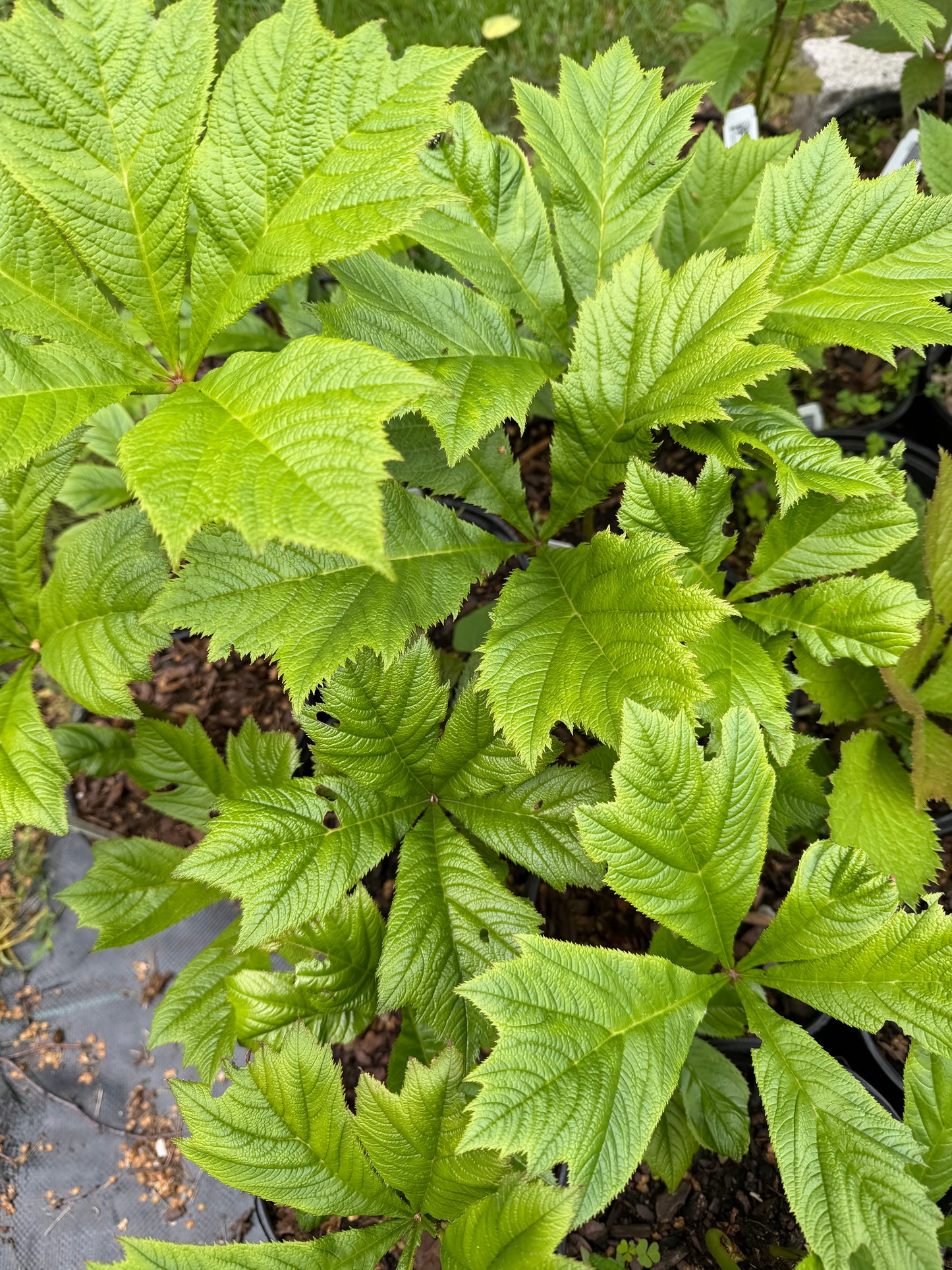 Rodgersia pinnata 'Rotlaub'