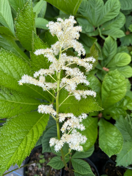 Rodgersia aesculifolia 'Irish Bronze'