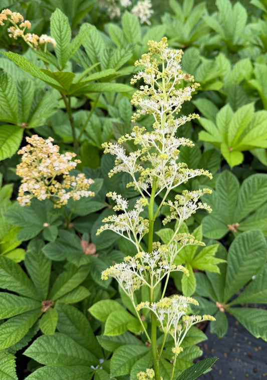 Rodgersia sambucifolia (Rodger's Flower)