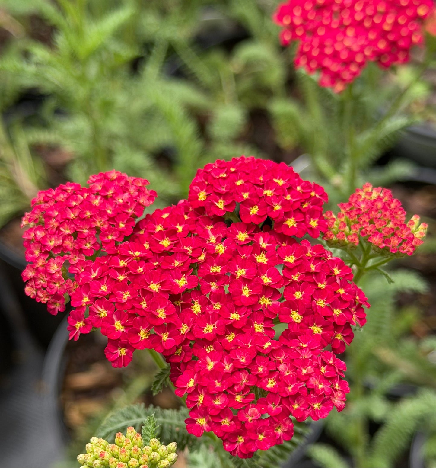 Achillea millefolium 'Strawberry Seduction'