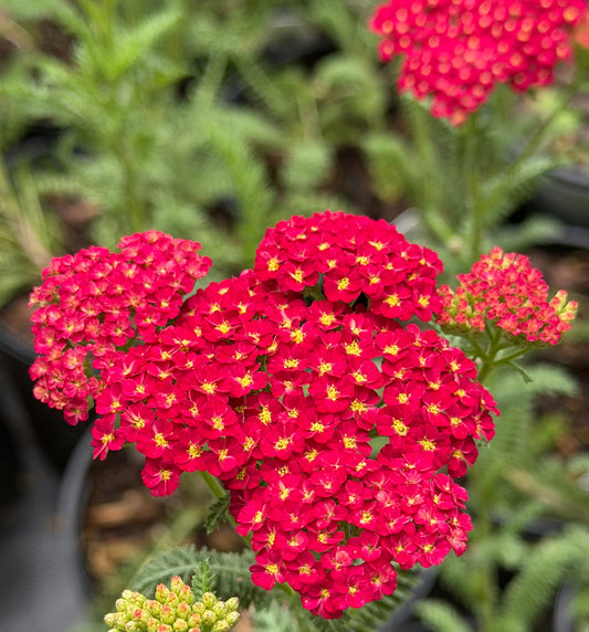 Achillea millefolium 'Strawberry Seduction'