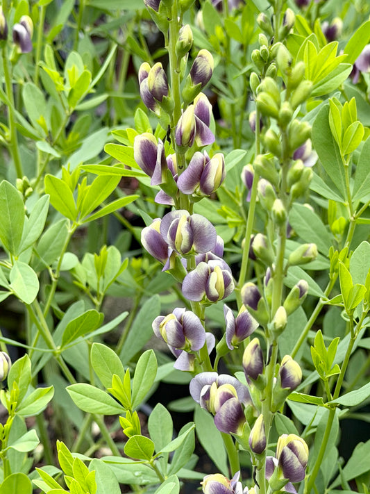 Baptisia 'Musical Duet' (False Indigo)