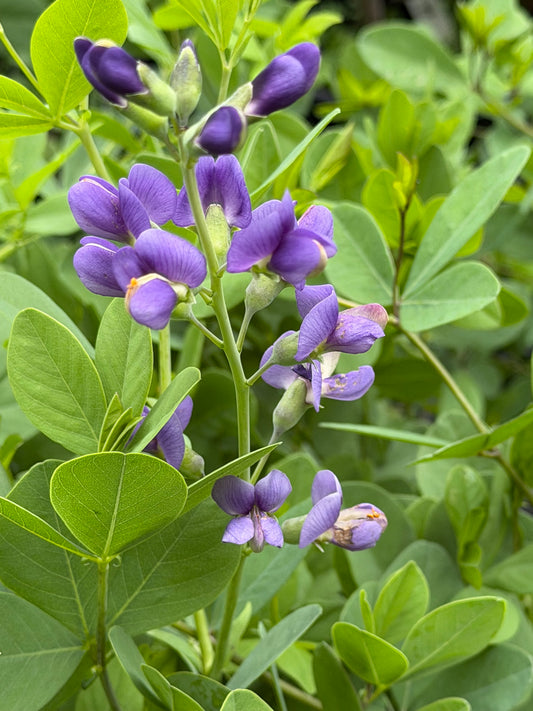 Baptisia 'Blueberry Sundae' (False Indigo)