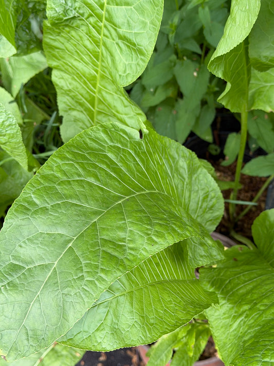 Armoracia rusticana (Horseradish)