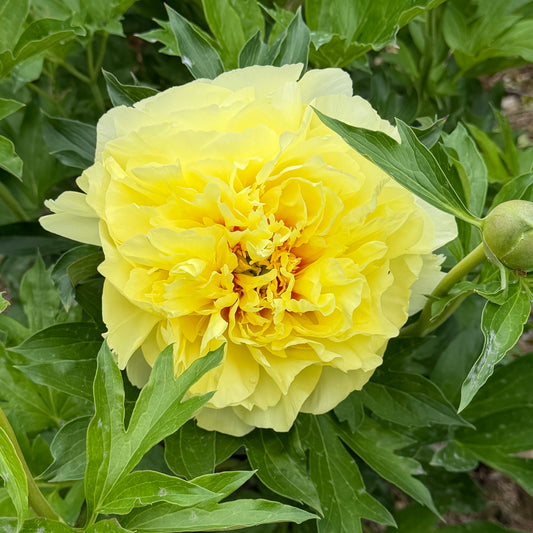 Paeonia Itoh 'Bartzella' (Peony)